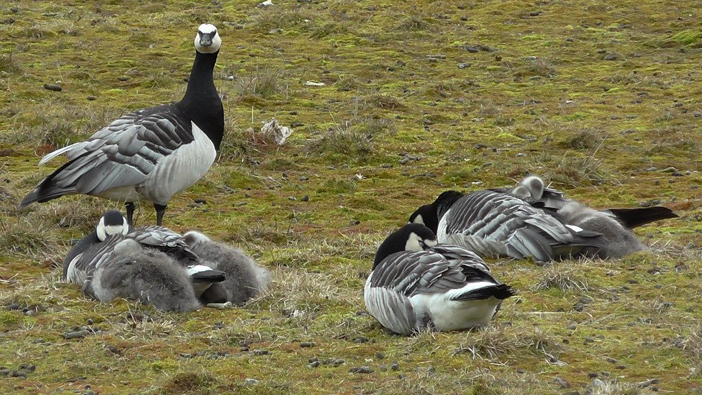 Countercurrent Heat Exchange Systems (Image Credits: Flickr)