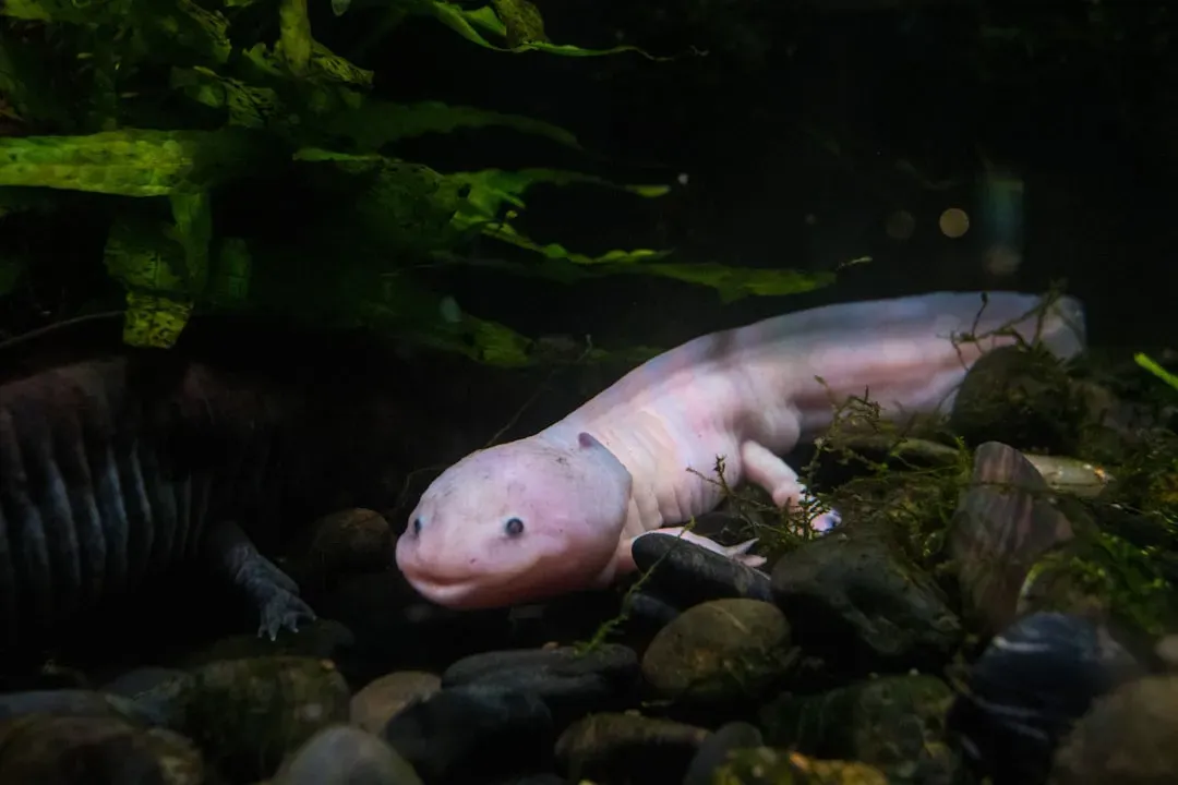 1. The Axolotl - Nature's Regeneration Machine (Image Credits: Unsplash)