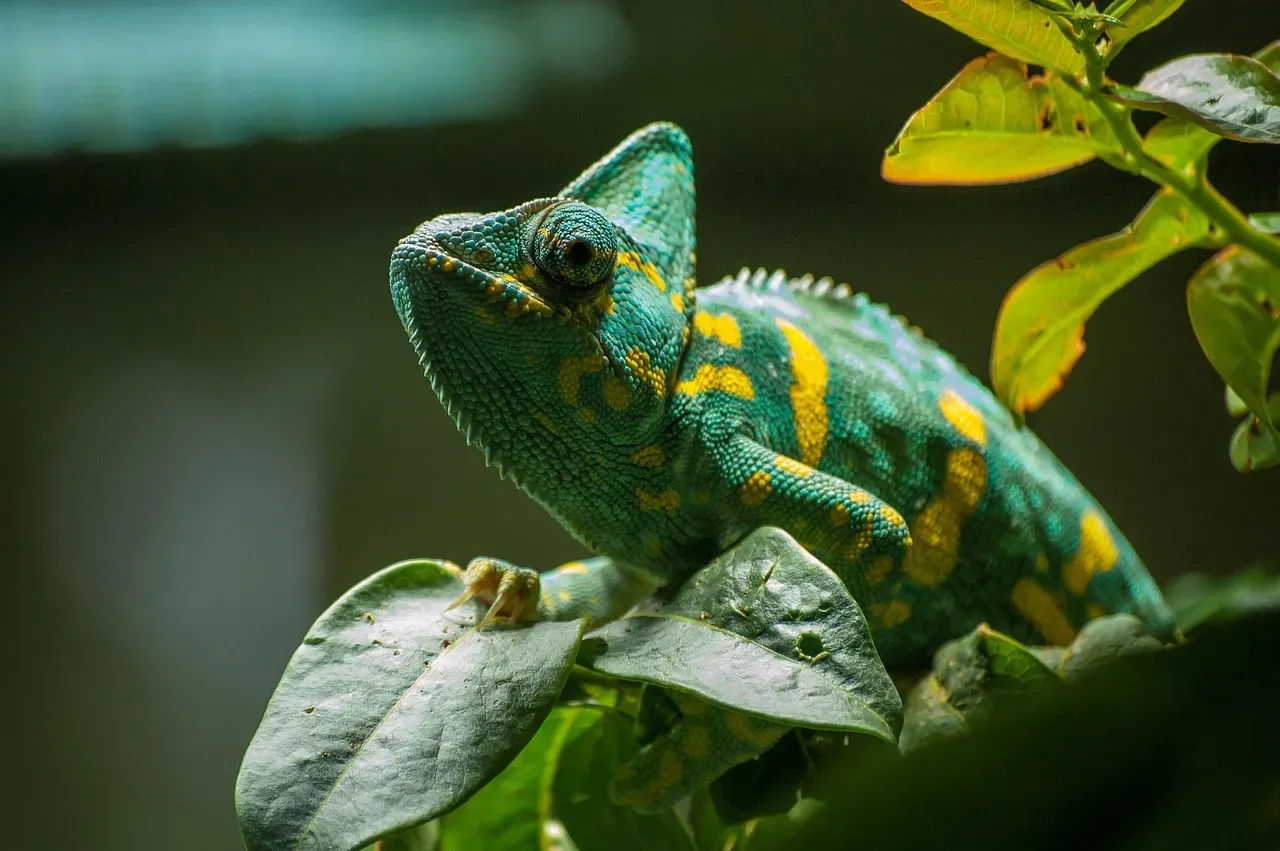 Conclusion: A Tiny Lizard With Giant Mysteries (Image Credits: Pixabay)