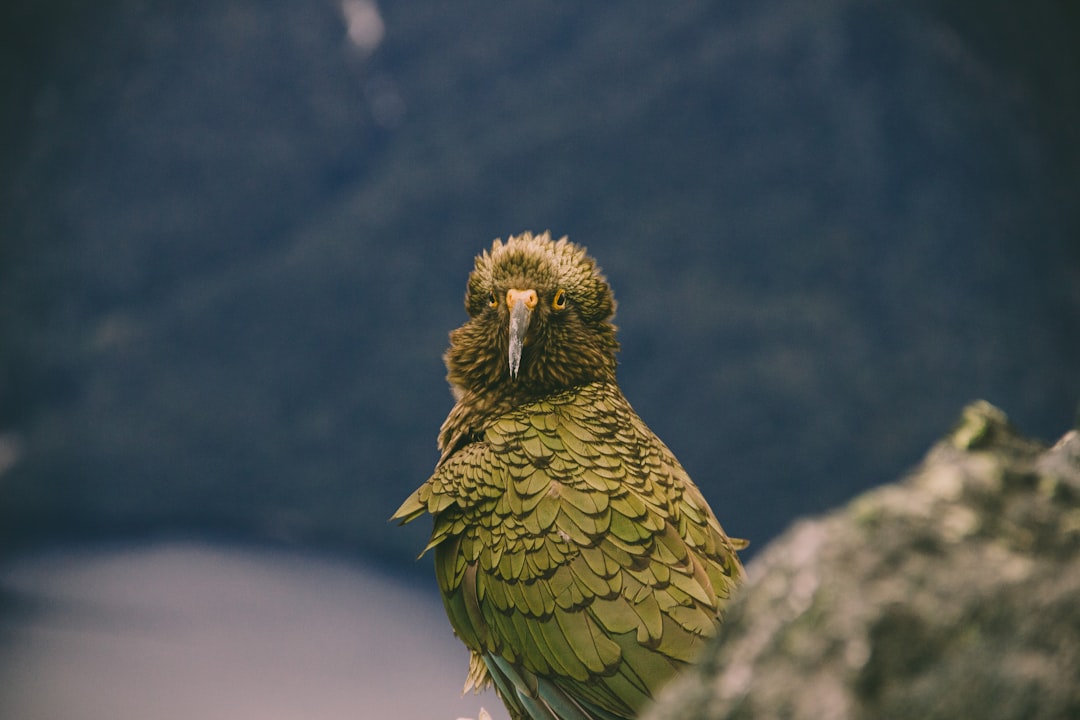 The Case for the Kea (Image Credits: Unsplash)