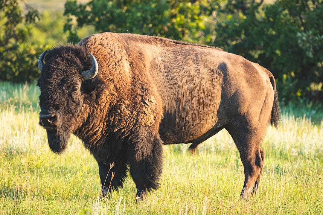 Sagittarius: The Wyoming Buffalo (Image Credits: Unsplash)