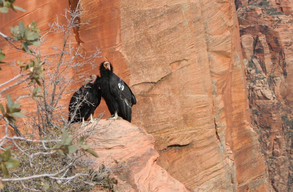 Zion National Park - Utah's Condor Success Story (Image Credits: Flickr)