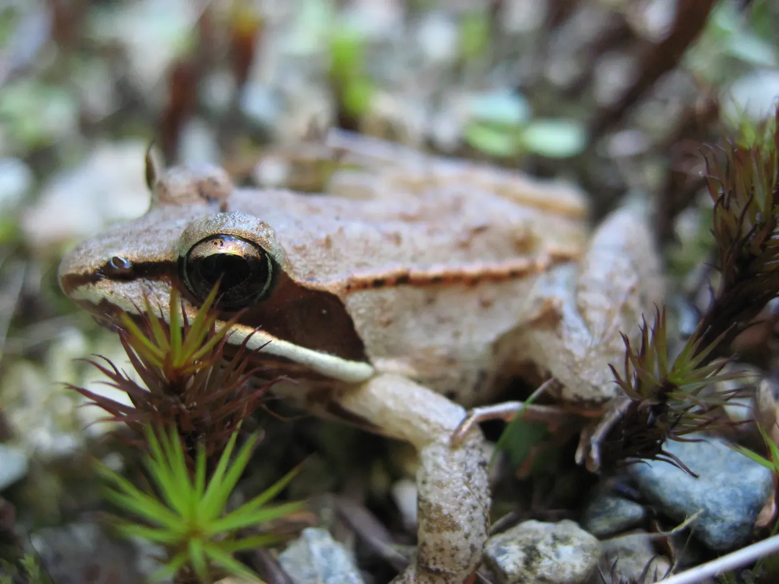 3. The Wood Frog: The Creature That Freezes to Death and Lives Again (Image Credits: Wikimedia)