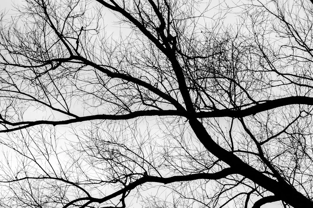 3. Fractal Branching in Trees, Lungs, Rivers, and Lightning (Image Credits: Unsplash)