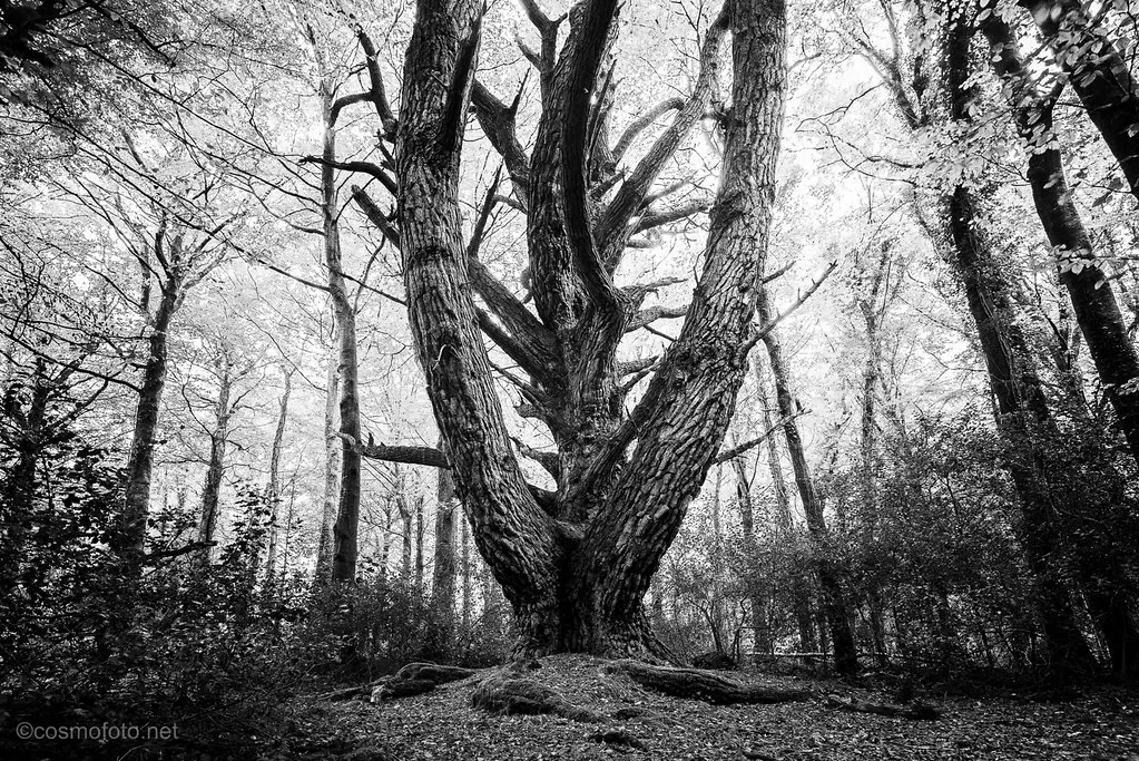 Mother Trees and the Forest Economy (Image Credits: Flickr)