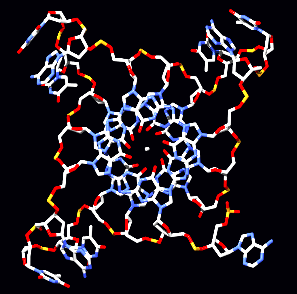 Telomere Attrition: The Fuse That Shortens (Im Credits: Wikimedia)