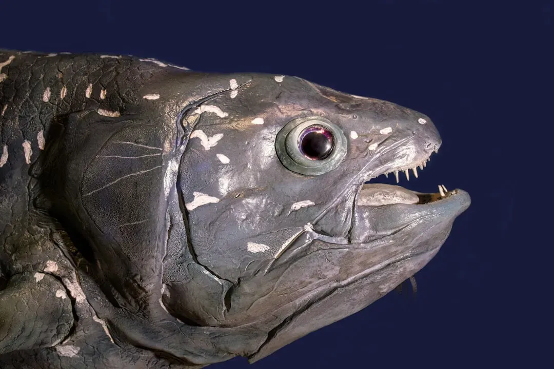 #13 - The Coelacanth: The “Extinct” Fossil That Refused To Die (Image Credits: Unsplash)
