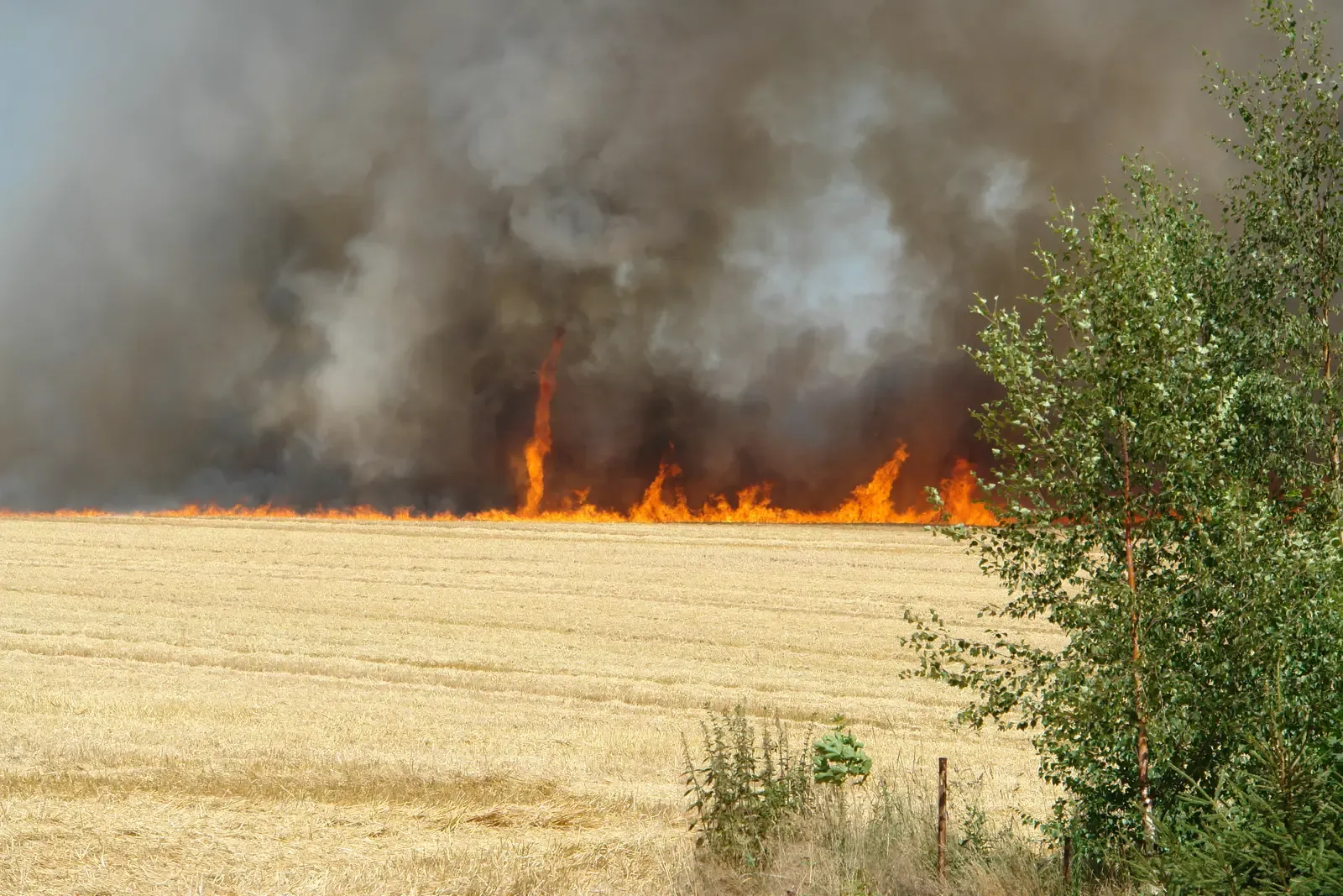 Why the West Is Ripe for Fire Tornadoes Now (By StMH, CC BY-SA 3.0)