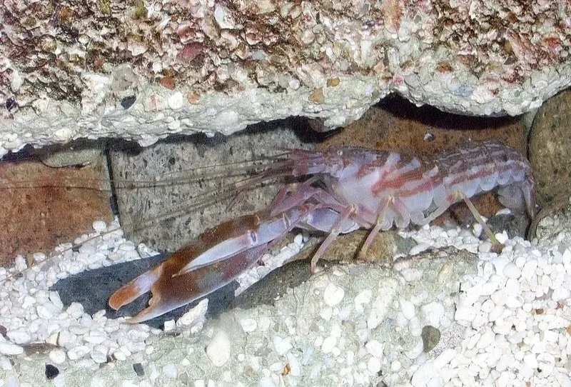 Pistol Shrimp: Blasting With a Sonic “Bubble Gun” (Image Credits: Wikimedia)
