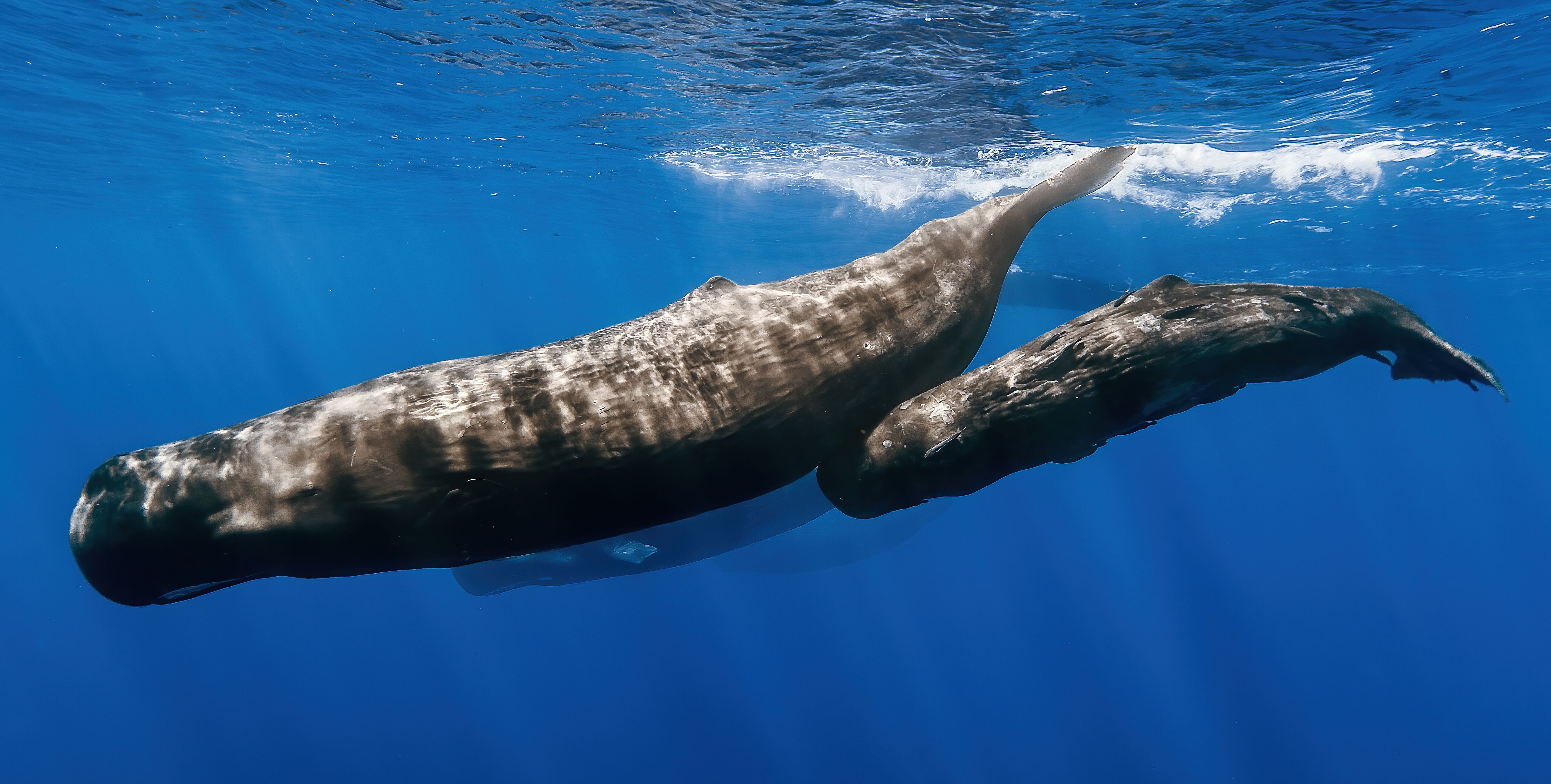 Pisces: The Sperm Whale (Image Credits: Wikimedia)