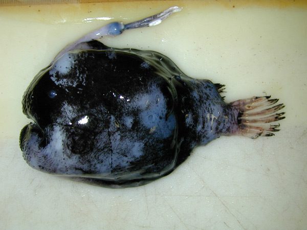 Deep-Sea Anglerfish and Their Living Lures (Image Credits: Wikimedia)