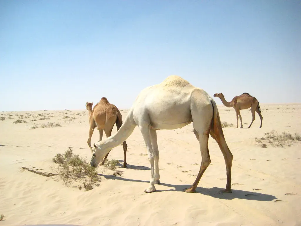 Camels: Masters of Heat, Thirst, and Desert Extremes (isapisa, Flickr, CC BY-SA 2.0)