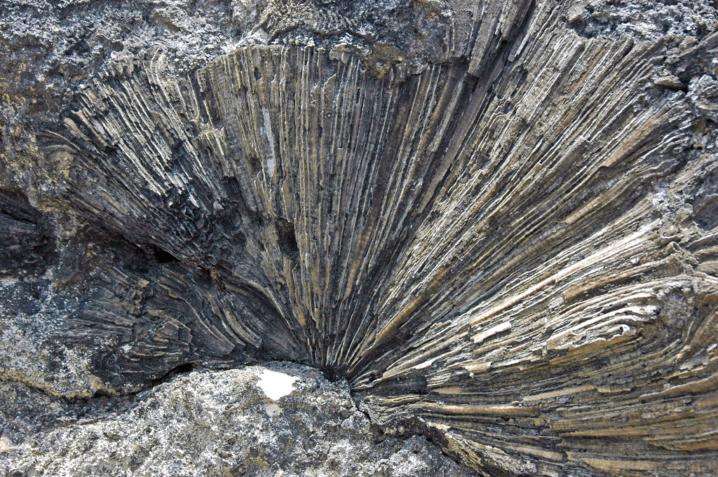 The Great Dying and Its Coastal Legacy (Image Credits: Flickr)