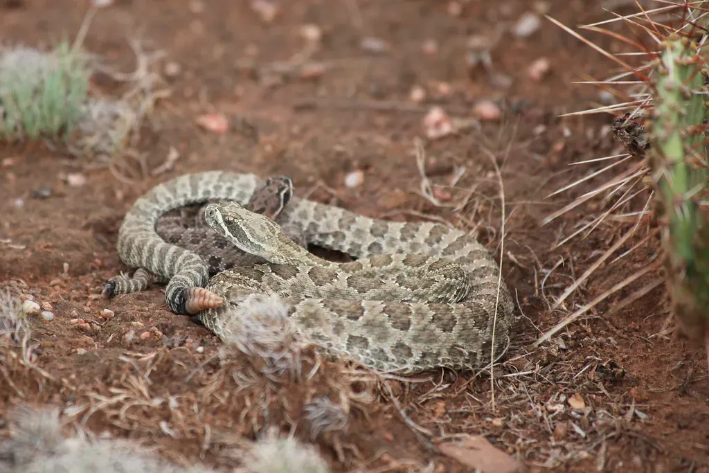 8. Prairie Rattlesnake (Crotalus viridis) (jared, Flickr, CC BY 2.0)