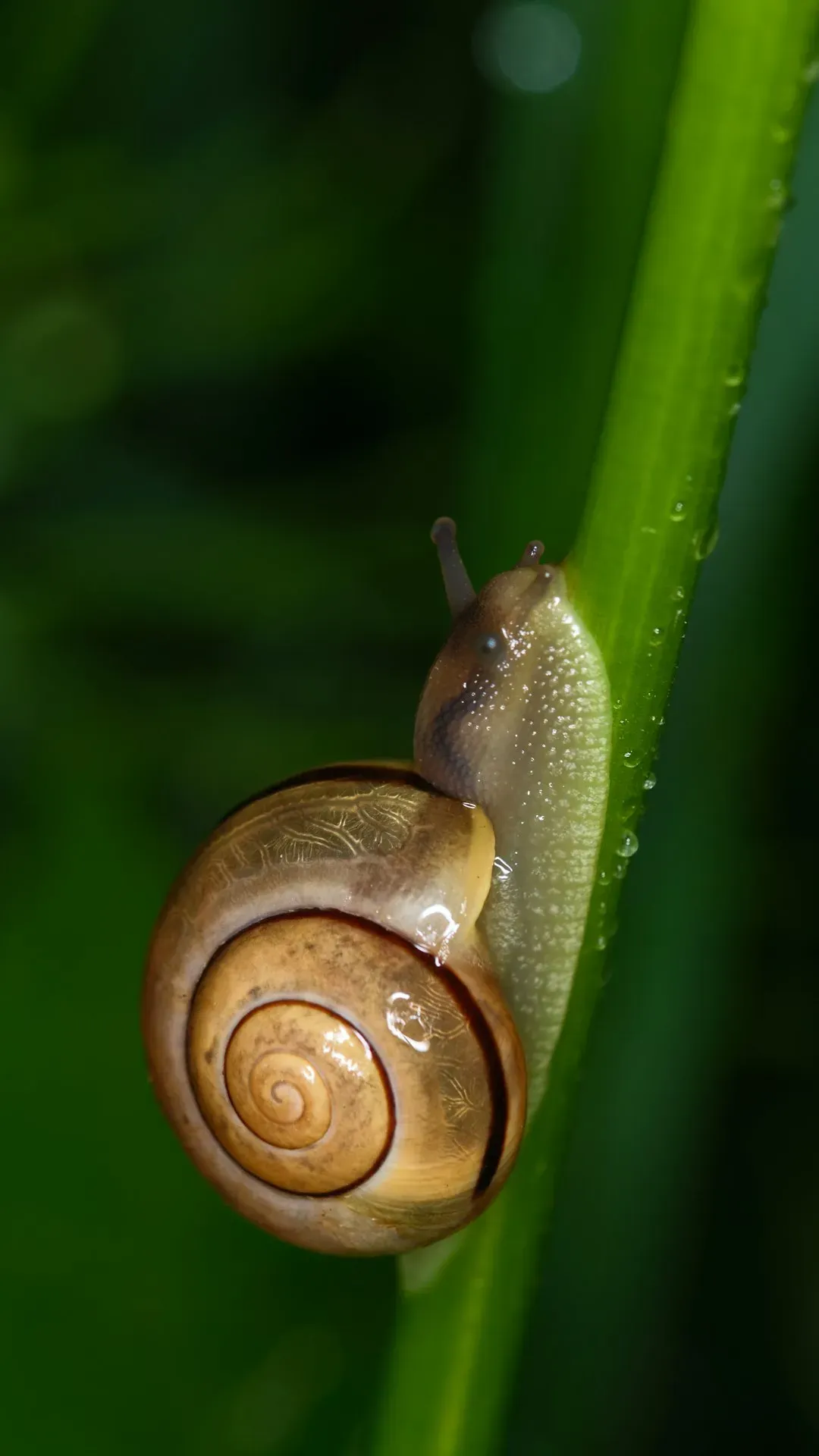 Snails, Slugs, and Simultaneous Sex: The Power of Being Both at Once (Image Credits: Unsplash)