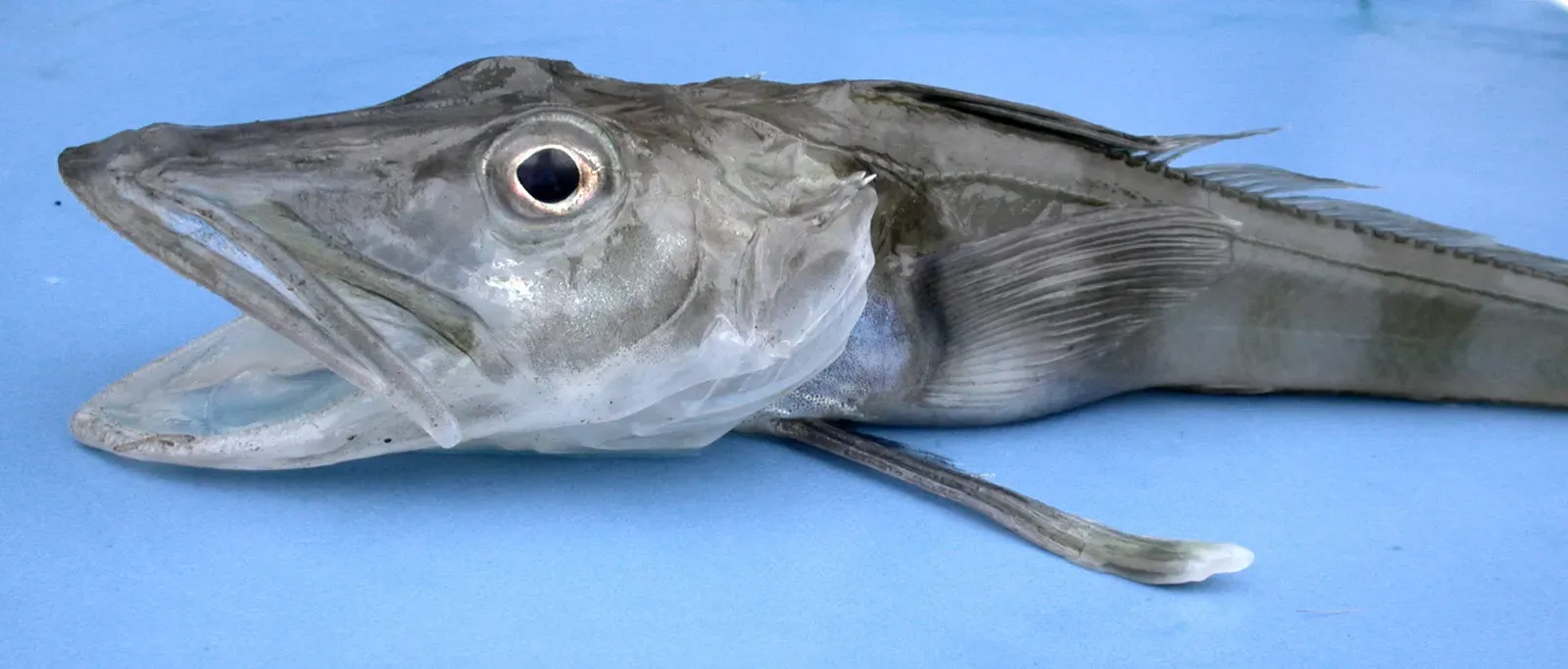 4. Antarctic Fish With “Antifreeze” Blood (By Valerie Loeb, Public domain)