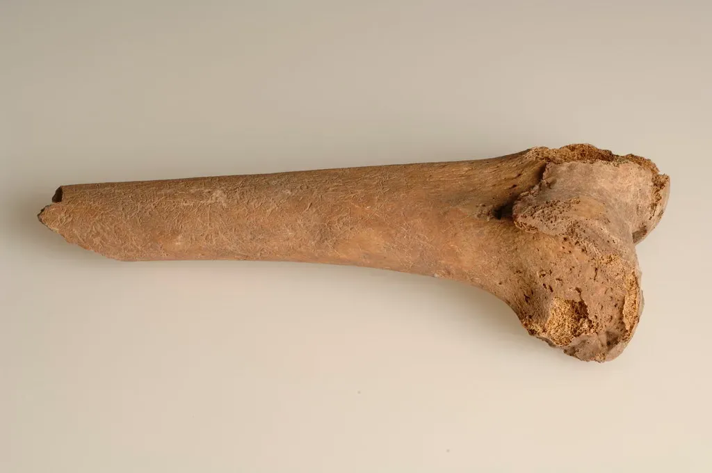 #1 - The Femur Shaft Is Unusually Thick and Rounded (The Swedish History Museum, Stockholm, Flickr, CC BY 2.0)