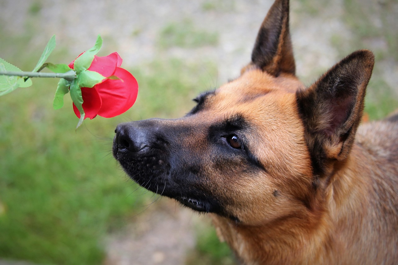 The Scent-Based Timeline That Maps Their Day (Image Credits: Pixabay)