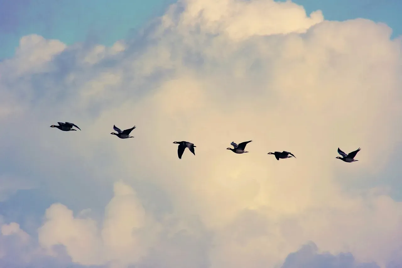 How Birds Navigate Across Entire Oceans (Image Credits: Pixabay)