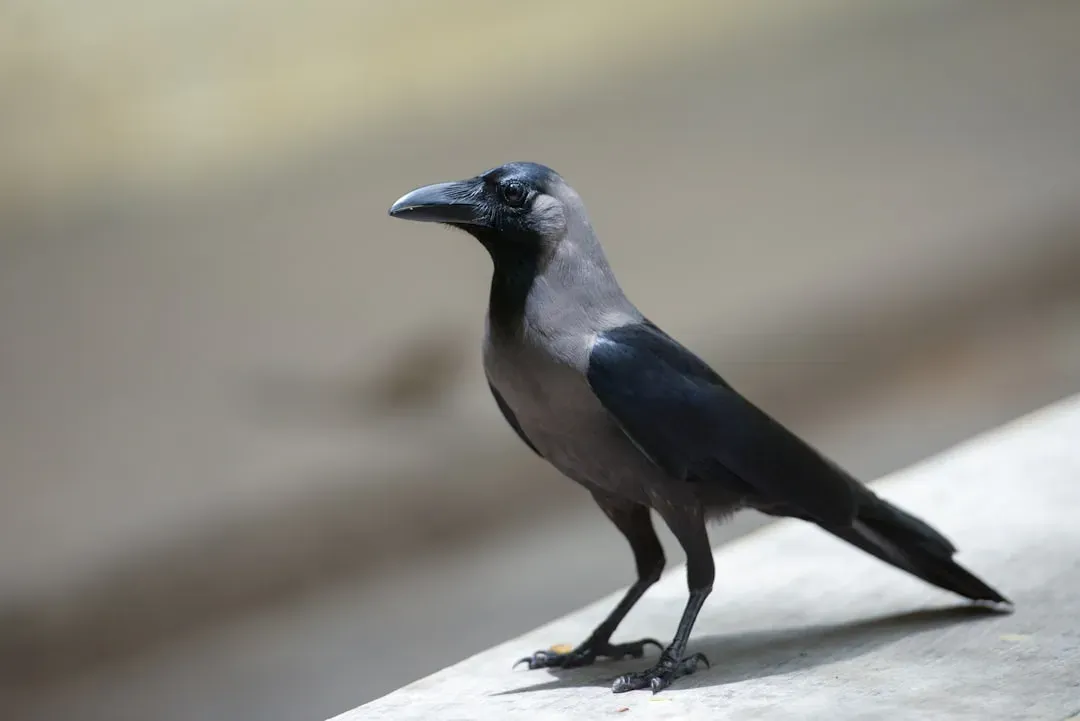 They hold grudges and teach other crows to hold them too (Image Credits: Unsplash)