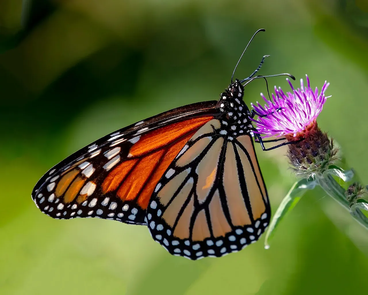 4. Monarch Butterflies That Navigate a Journey They’ve Never Taken (Image Credits: Pixabay)