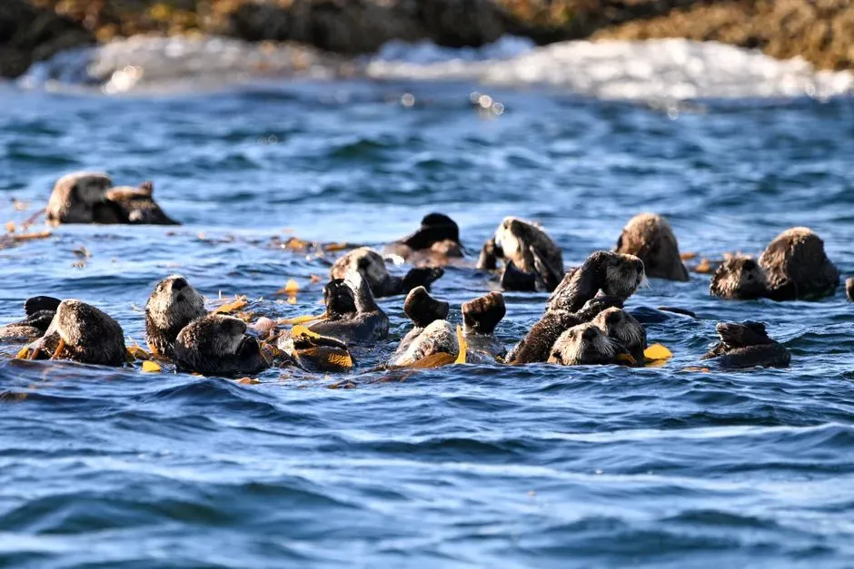 Why Sea Otters Prove That Conservation Is About Systems, Not Just Species (Image Credits: Pexels)