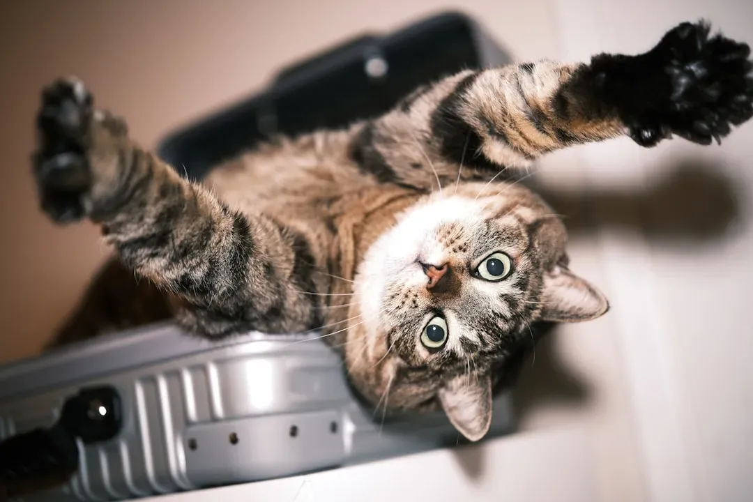 Conclusion: Your Cat Is Not a Psychic – Just Deeply Tuned In to You (Image Credits: Unsplash)
