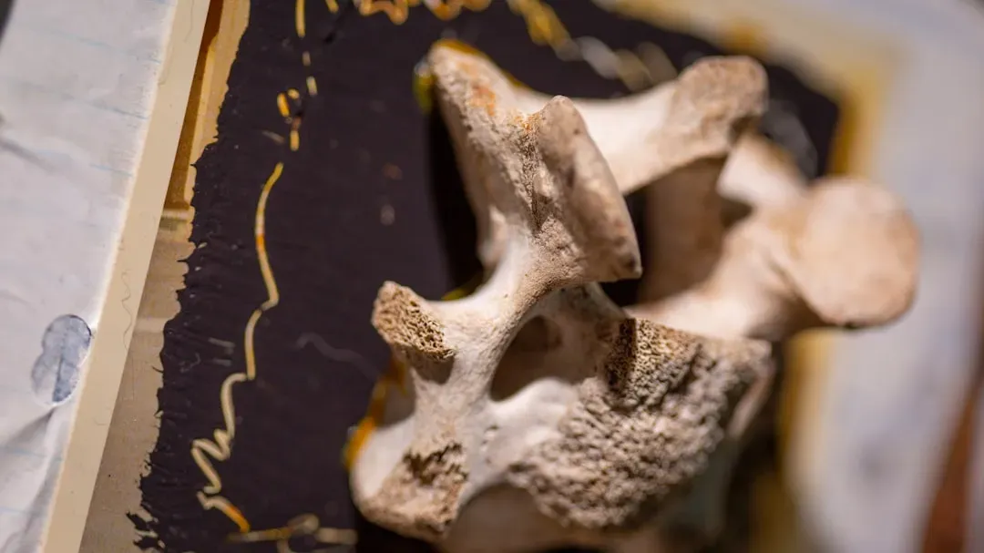 #2 - The Single Vertebra "Giant Dinosaur" (Image Credits: Unsplash)