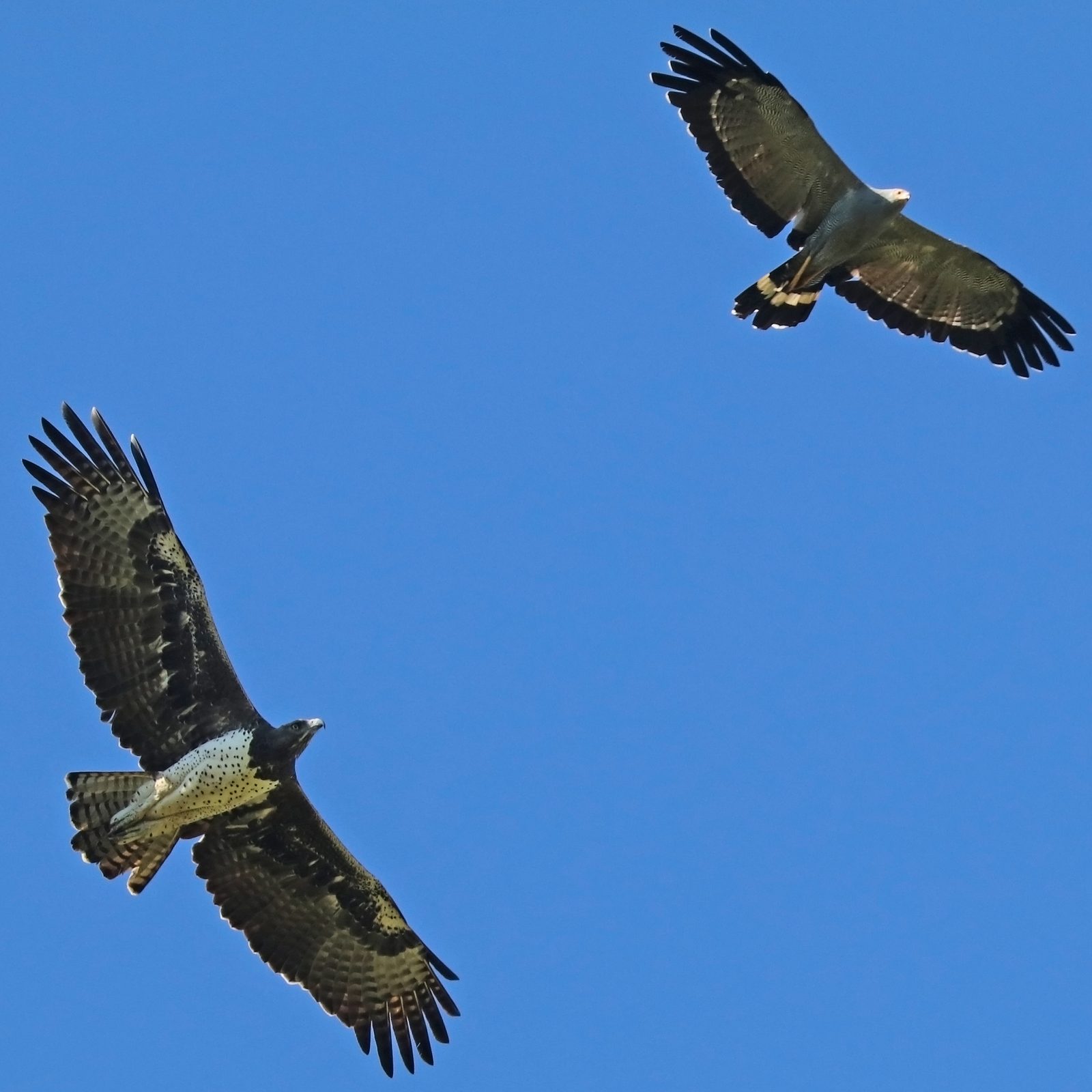 The Eagle: Messenger Between Worlds (Image Credits: Wikimedia)