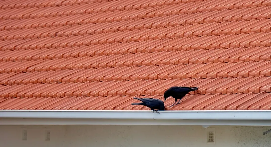 7. They Use Your Roof as a Social Meeting Hub (Image Credits: Unsplash)