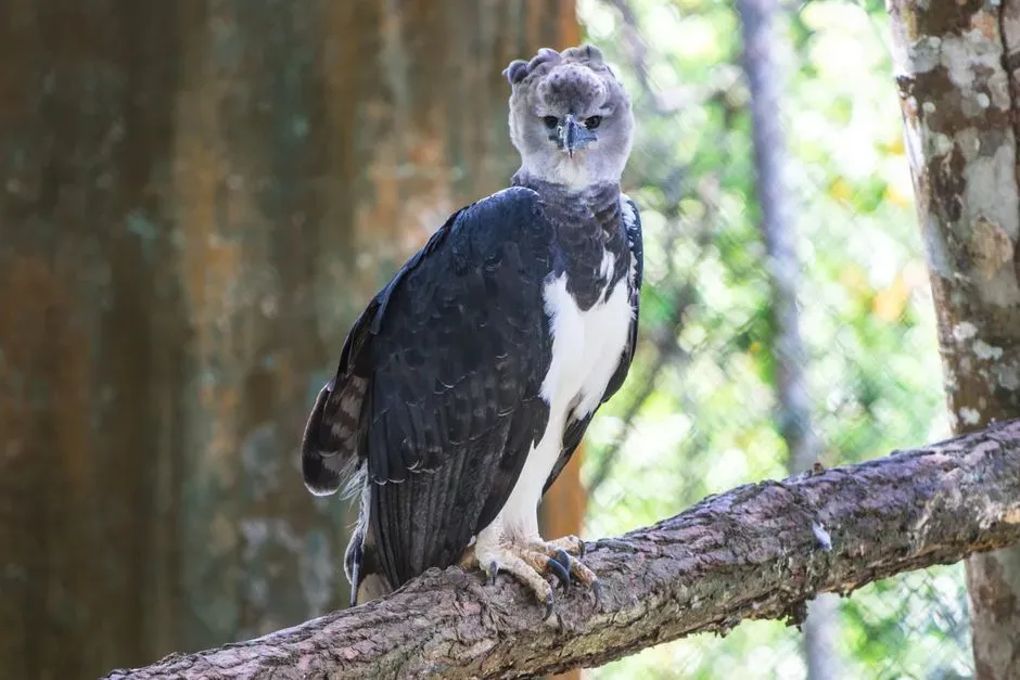 Scorpio – The Harpy Eagle: Intense, Private, and Powerfully Focused (Image Credits: Pexels)