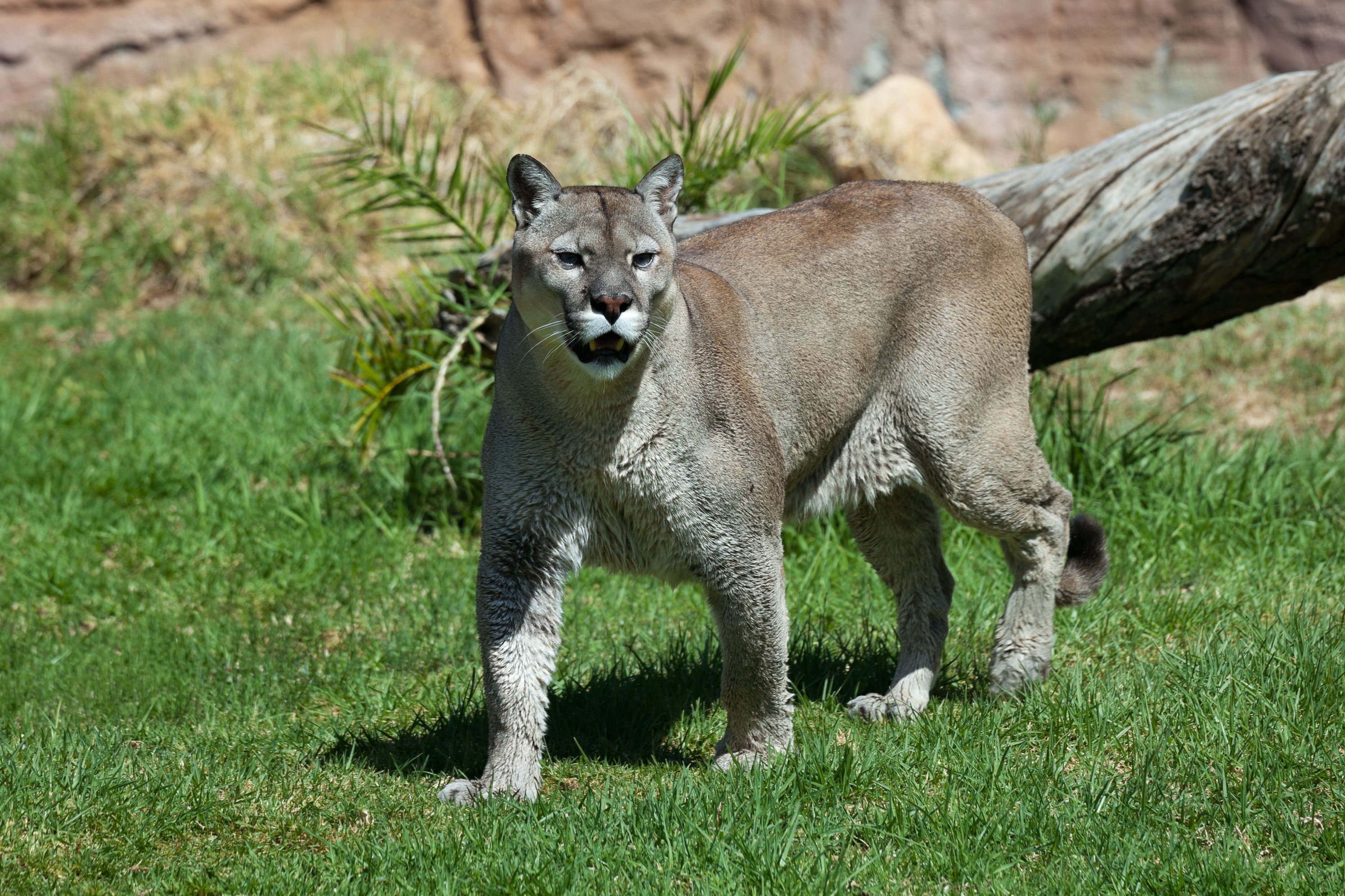 Scorpio: The Florida Panther (Image Credits: Wikimedia)