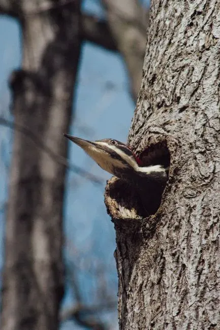 Dead Trees As Wildlife Condos, Not Just Rotting Wood (Image Credits: Pexels)