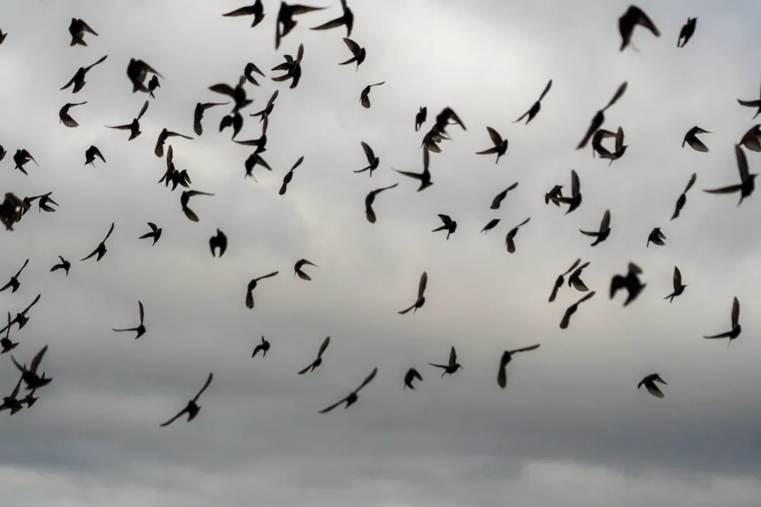Brain Wiring: Why Small Bird Brains Can Outperform Big Computers (Image Credits: Unsplash)