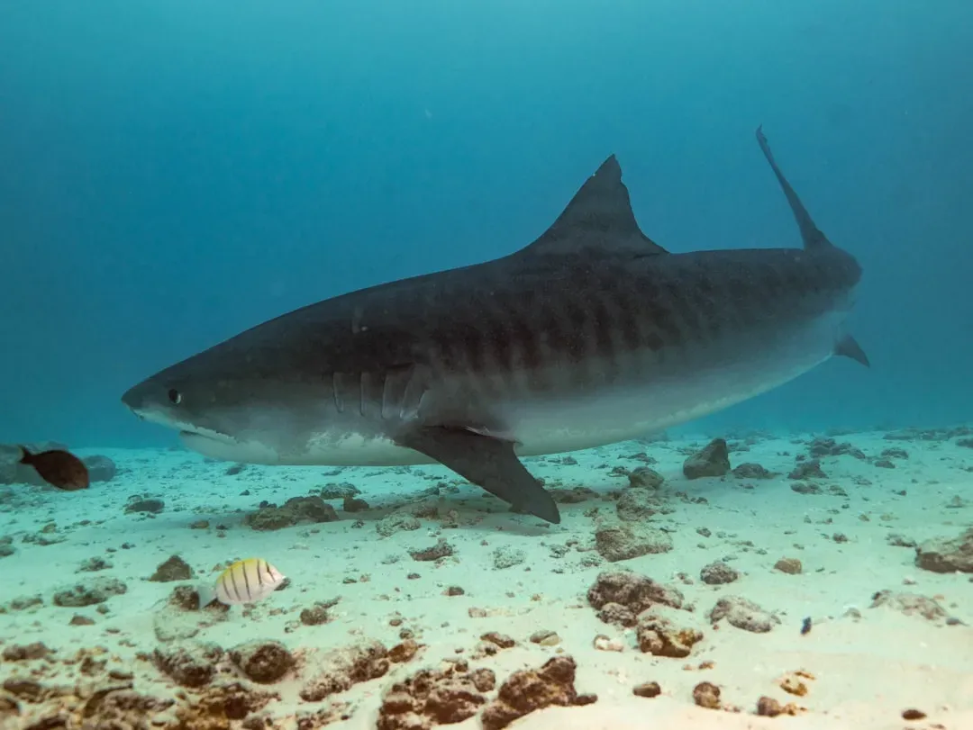 Tiger sharks and their October maternity migrations (Image Credits: Unsplash)
