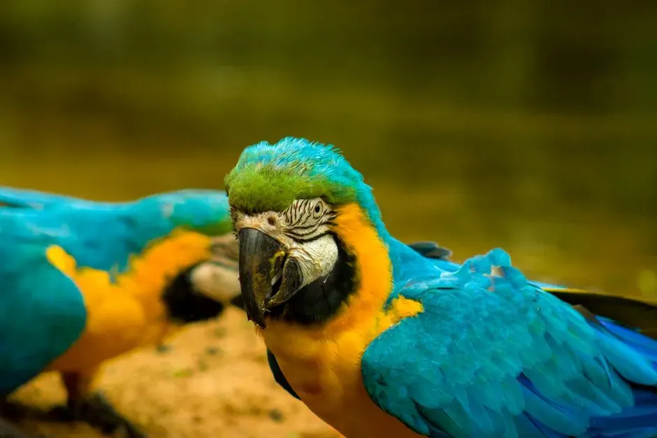 #4 A Jamaican “Blue Macaw” from a Lone Illustration (Image Credits: Pexels)