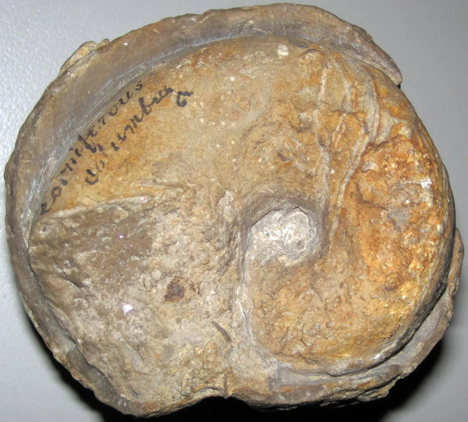 #5 A Handful of Gastropods Known from One Image and a Brief Note (Gastropod fossil with encrusting stromatoporoid (Columbus Limestone, Middle Devonian; Columbus, Ohio, USA), CC BY 2.0)