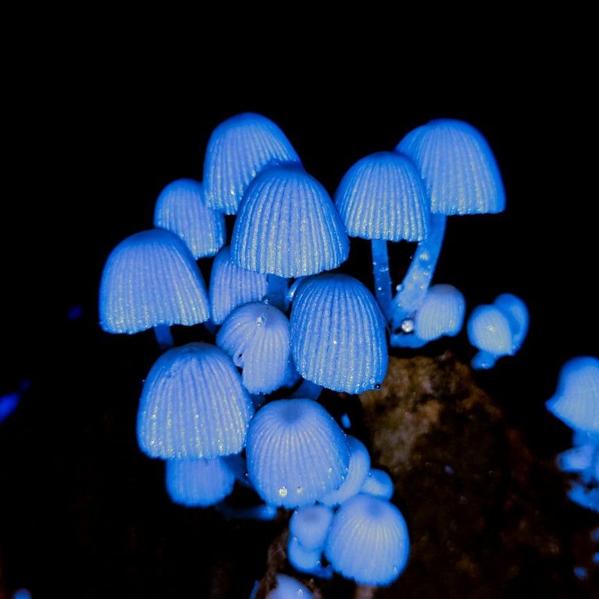 Nighttime Ecology in Motion (Image Credits: Unsplash)