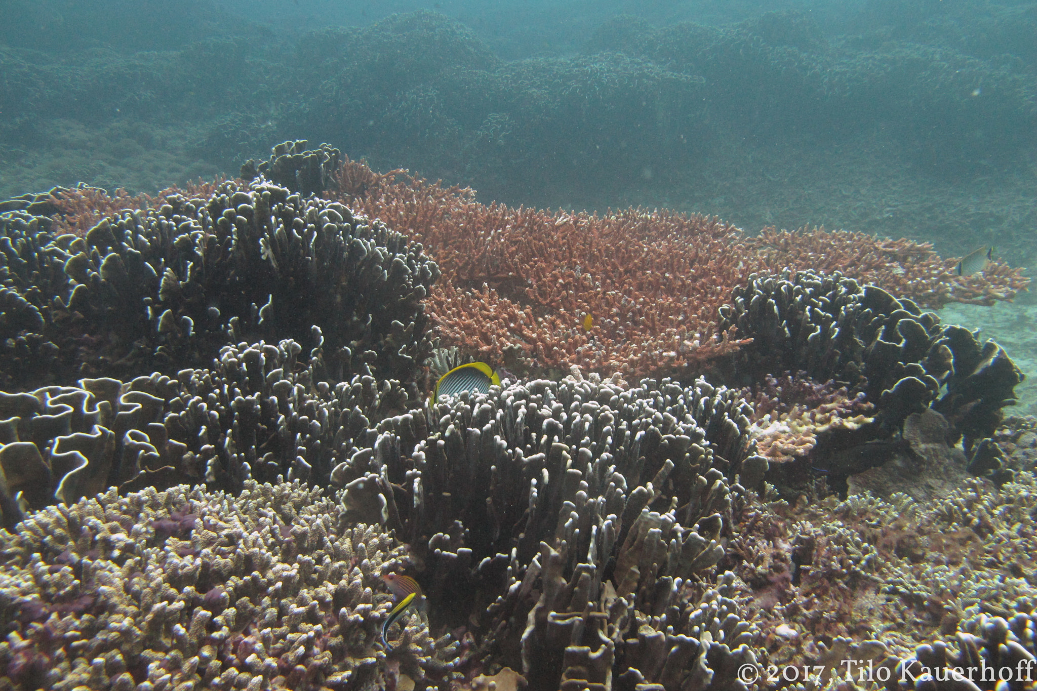 Nightlife of the Reef: Bioluminescence Versus Biofluorescence (Image Credits: Wikimedia)