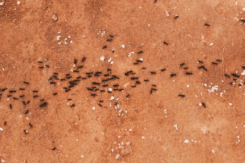 4. Ant Scent Trails That Function Like Invisible Maps (Image Credits: Pexels)