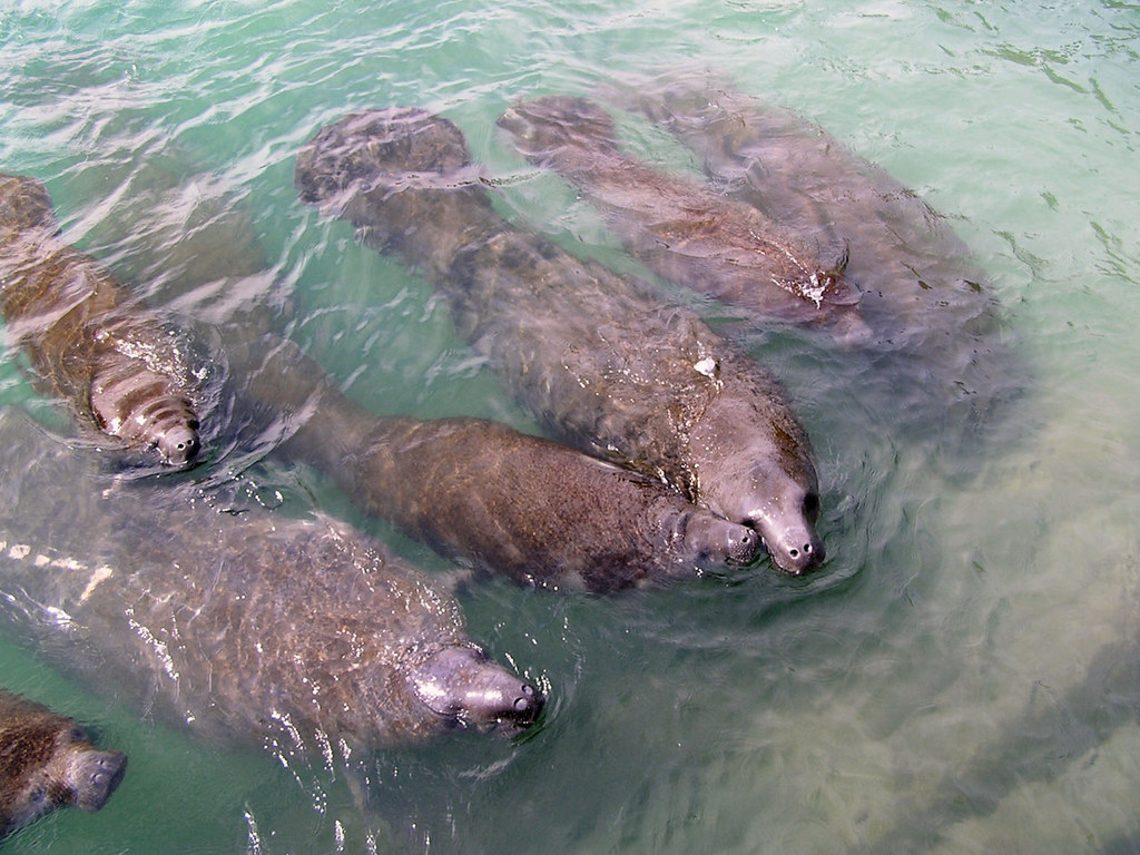Conservation Success Stories Unfold (Image Credits: Flickr)