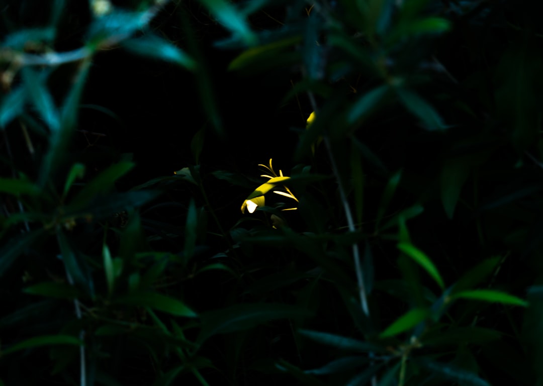 Patterns in the Dark: Behavior and Signals (Image Credits: Unsplash)