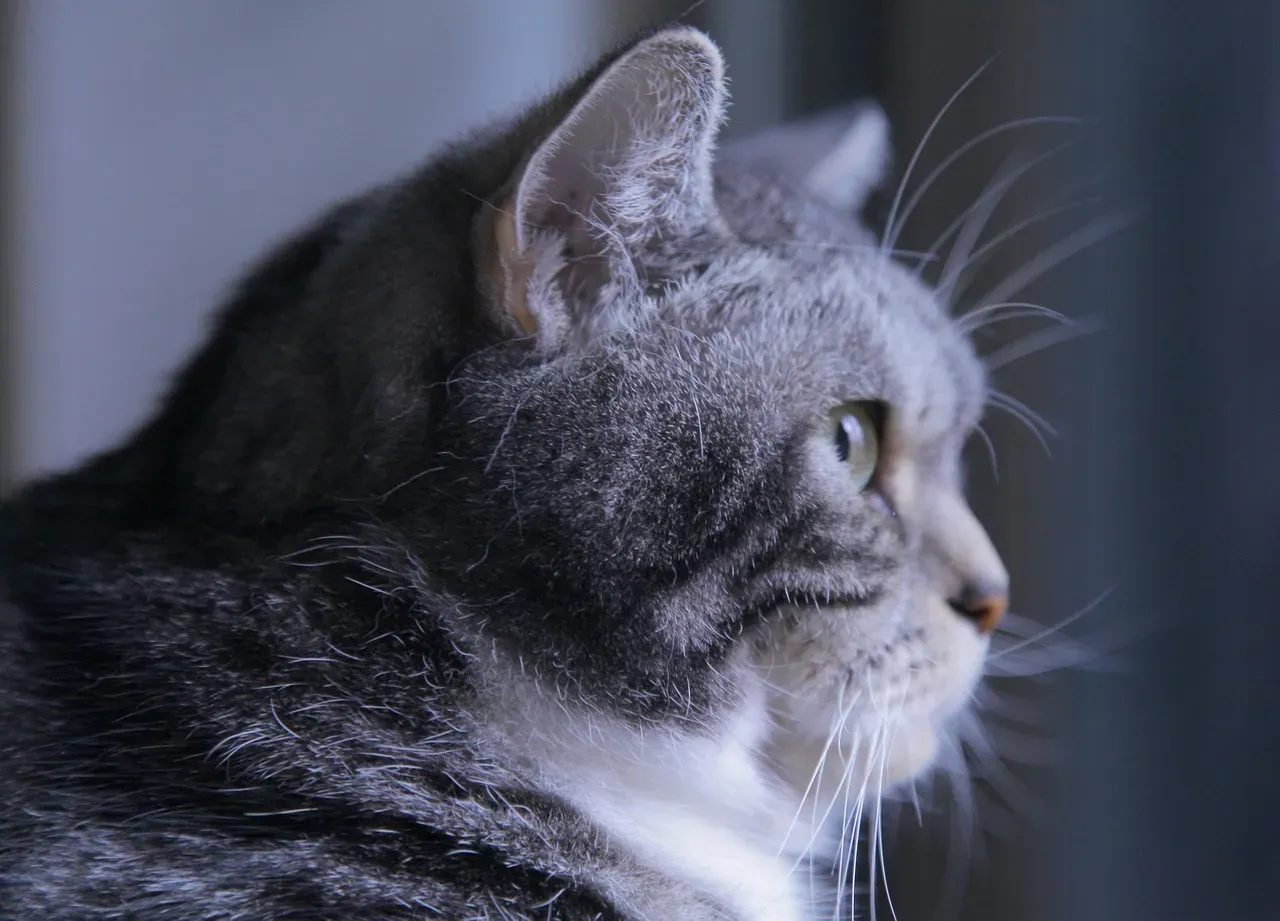Your Cat Doesn’t Think in Words, But They Do Feel Your Absence (Image Credits: Pixabay)