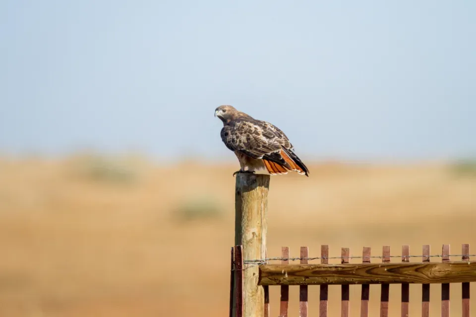 10. They Help Quietly Control Rodents, Even In City Blocks (Image Credits: Stocksnap)