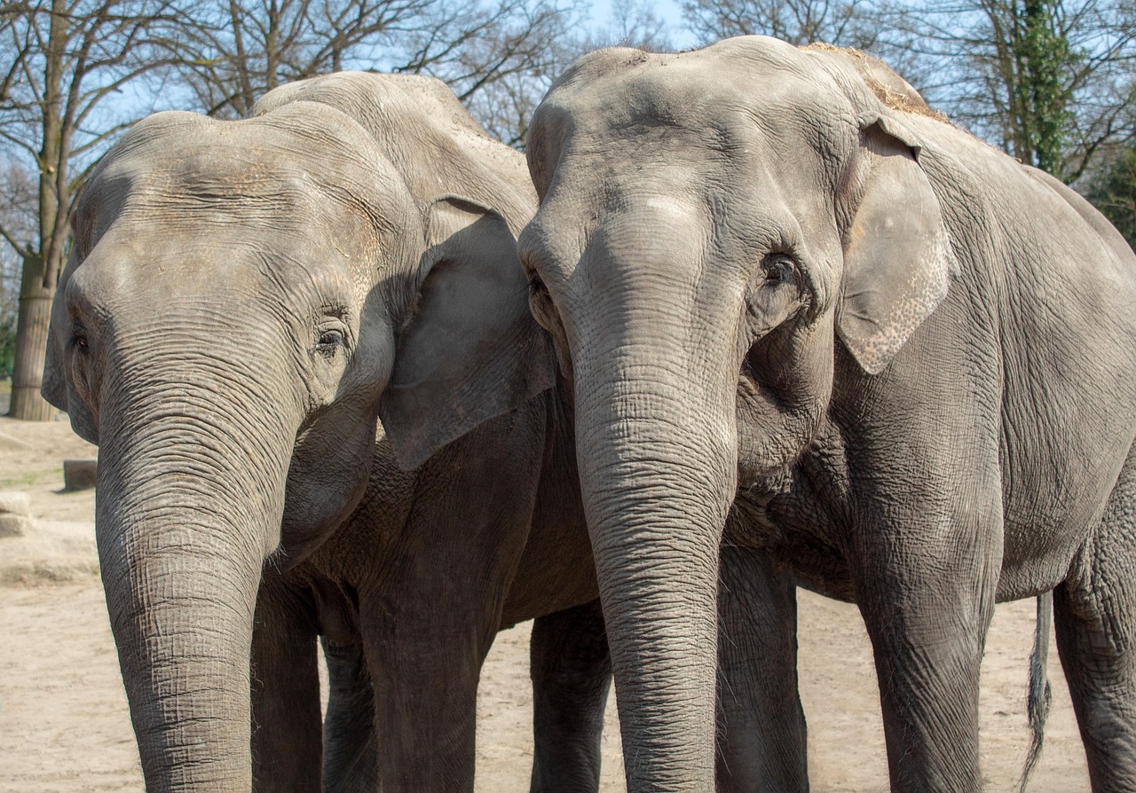 The Insightful Elephant: Memory and Emotional Intelligence (Image Credits: Pixabay)