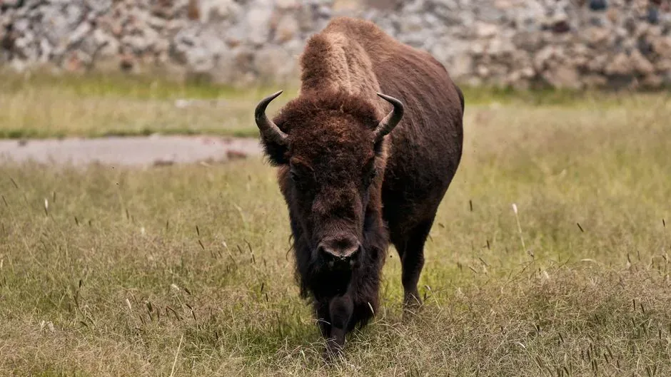 Wildlife Injuries Are Way More Common Than Bear Attacks (Image Credits: Pexels)