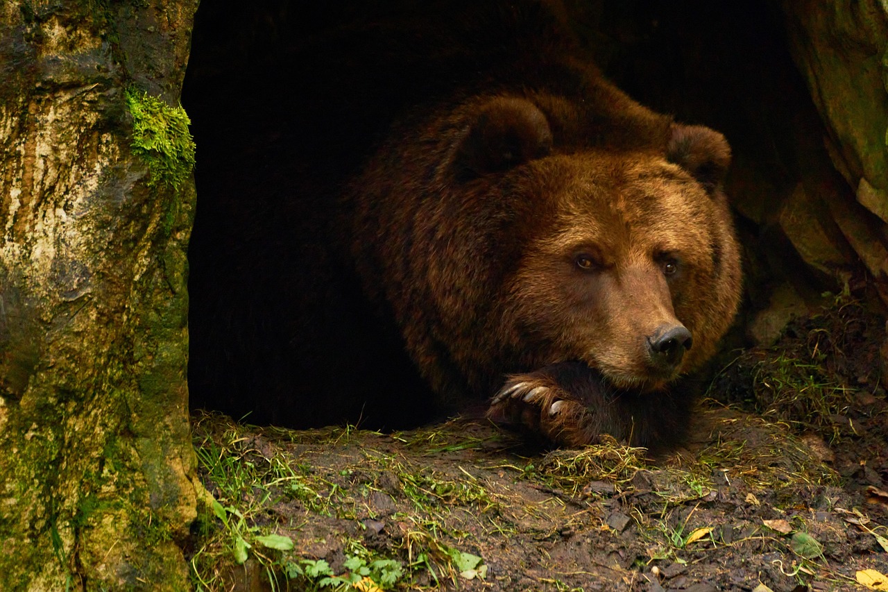 The Bear: Hibernation as a Change Strategy (Image Credits: Pixabay)