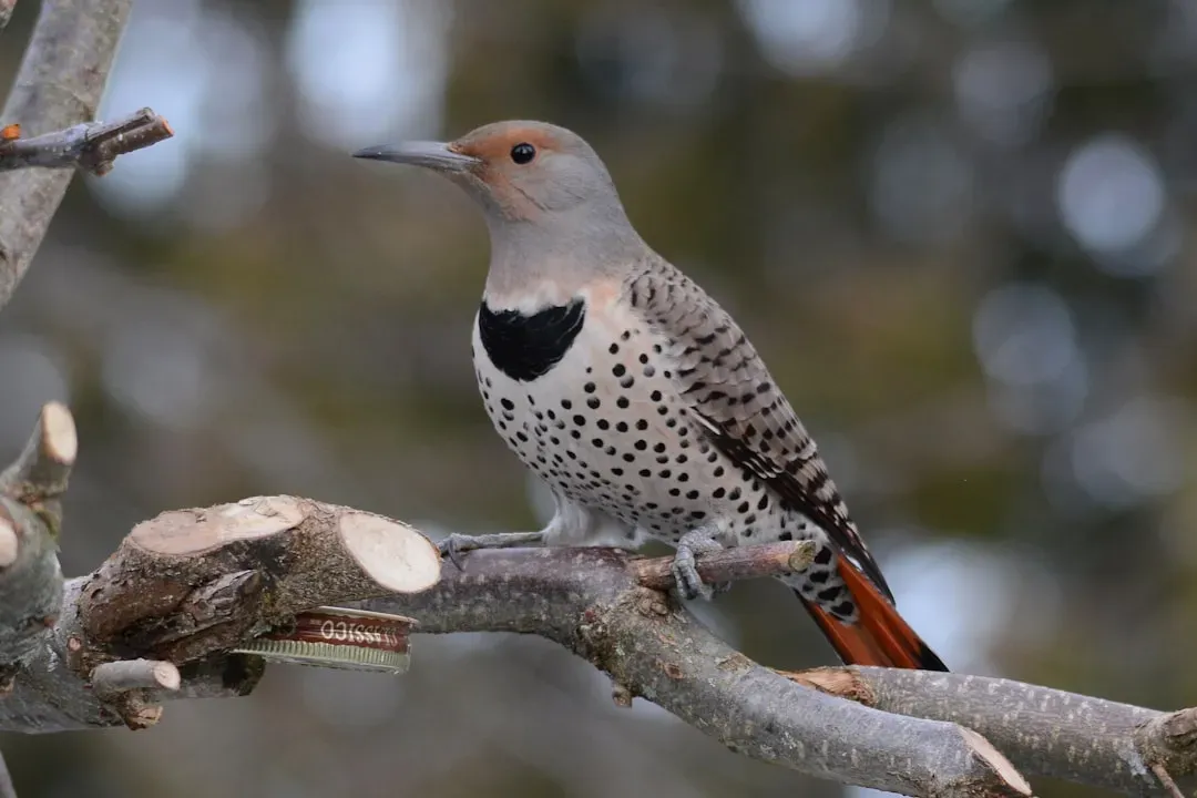 1. A Ground-Foraging Woodpecker That Loves Ants More Than Bark (Image Credits: Unsplash)