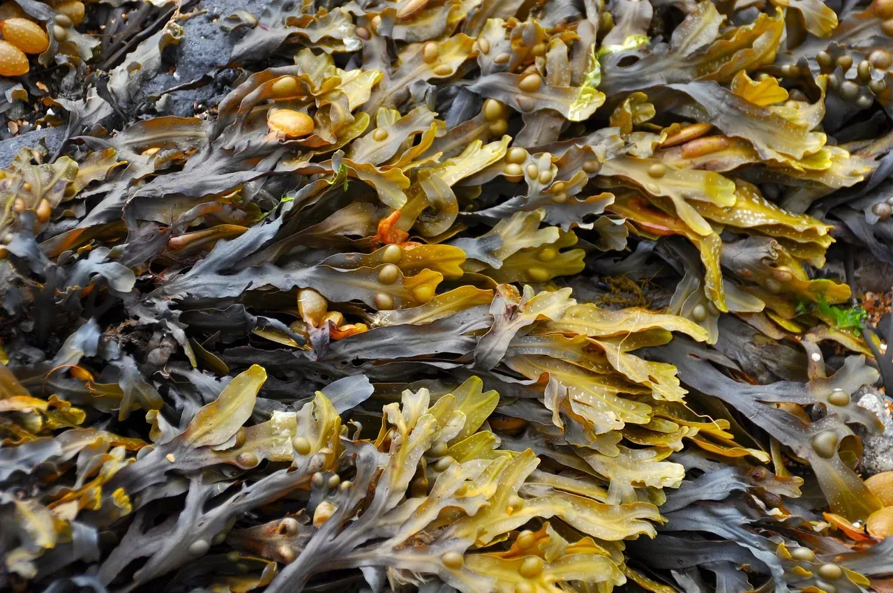 #7 - Proto-Toys: Seaweed Games With Local House Rules (Image Credits: Pixabay)