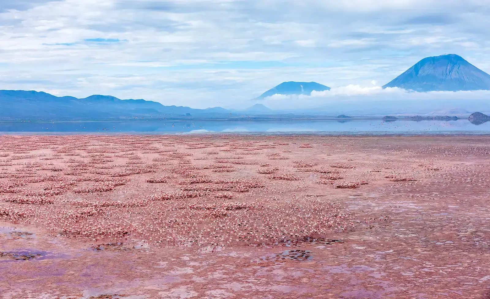 Lake Natron: A Mirror of Life and Death (Image Credits: Wikimedia)